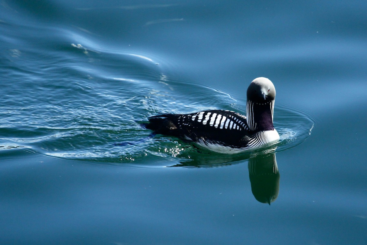 Pacific Loon - ML625234646