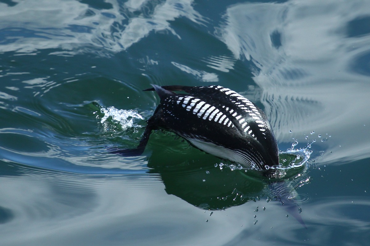 Pacific Loon - ML625234647