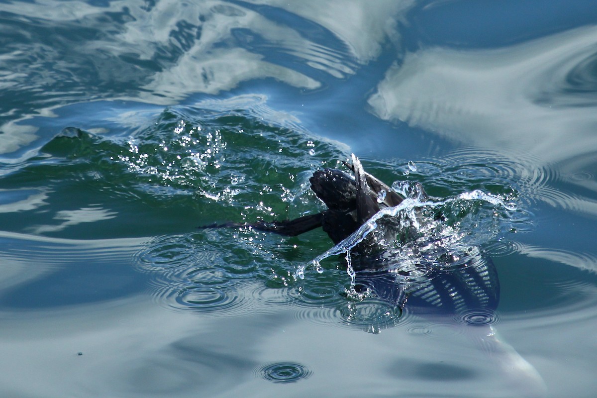 Pacific Loon - ML625234648