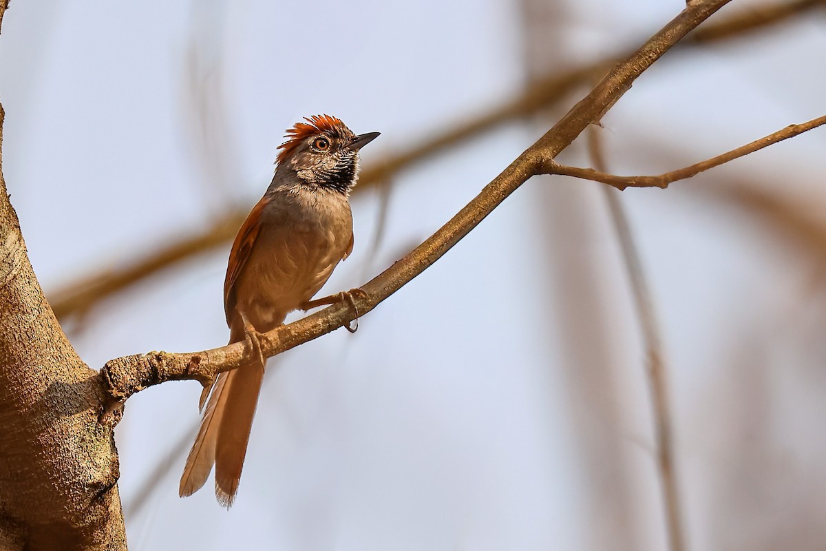 Sooty-fronted Spinetail - ML625234702