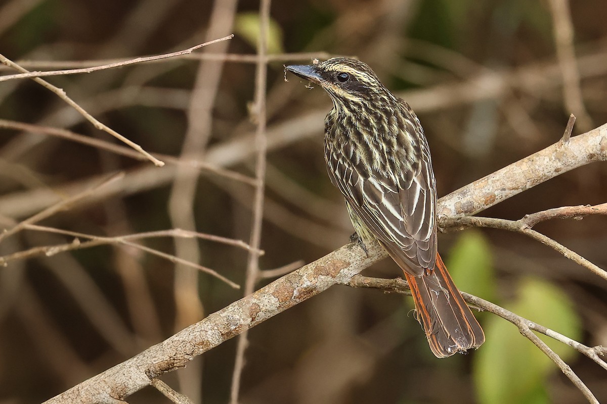 Streaked Flycatcher - ML625234707