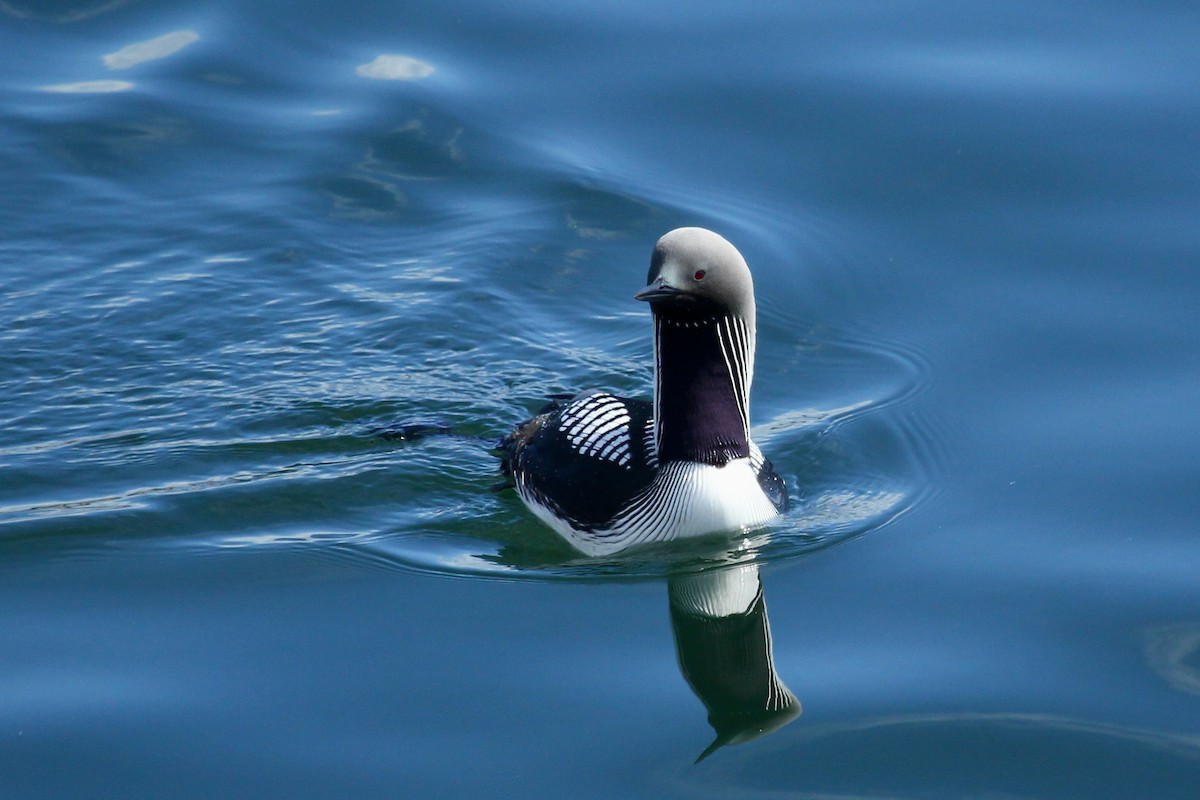 Pacific Loon - ML625234751