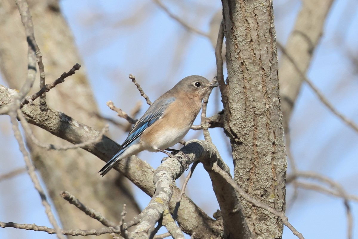 Eastern Bluebird - ML625234793