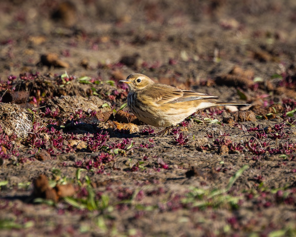 American Pipit - ML625234893
