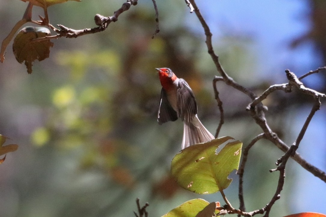 Red-faced Warbler - ML625234956