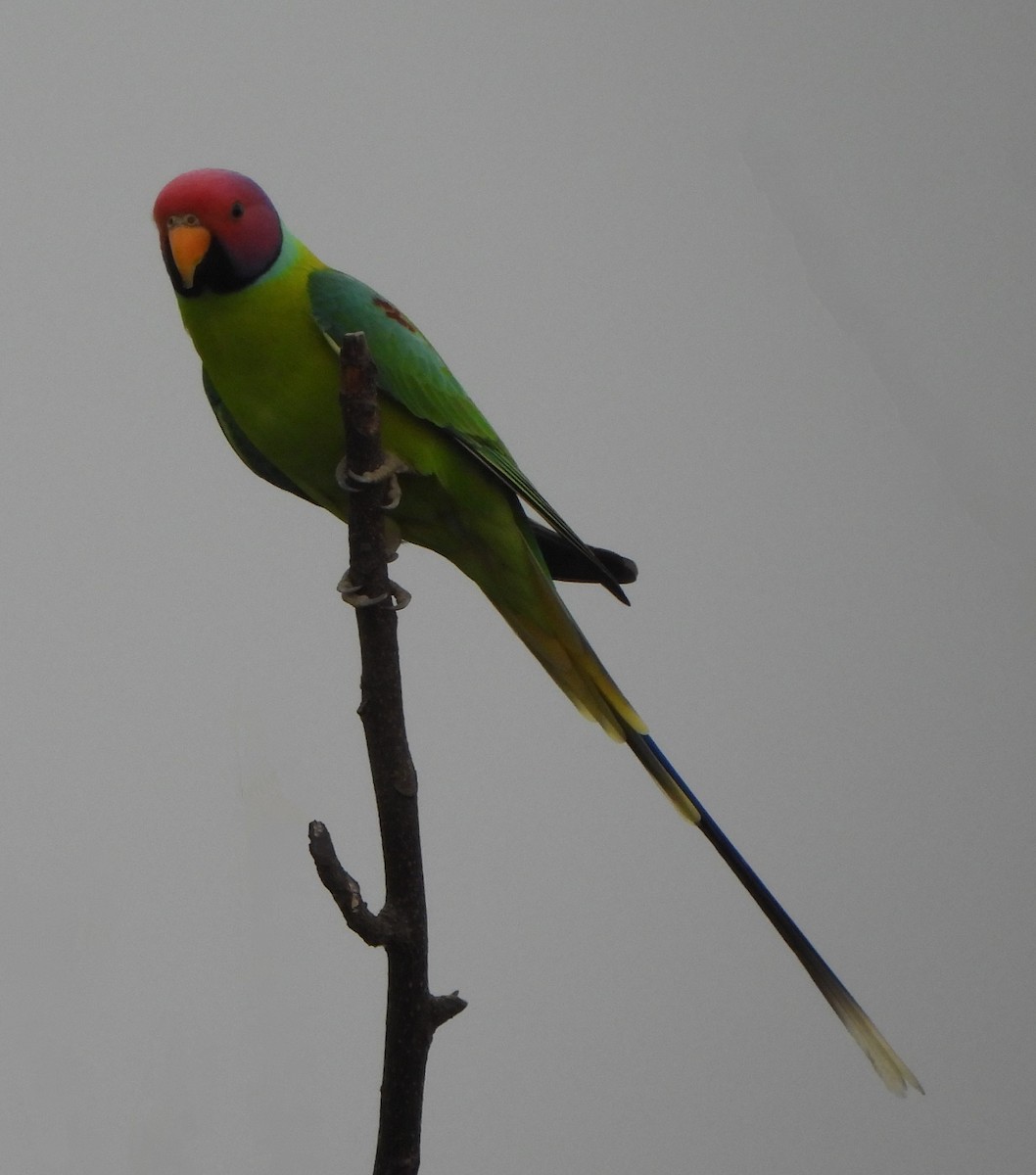 Plum-headed Parakeet - Prof Chandan Singh Dalawat