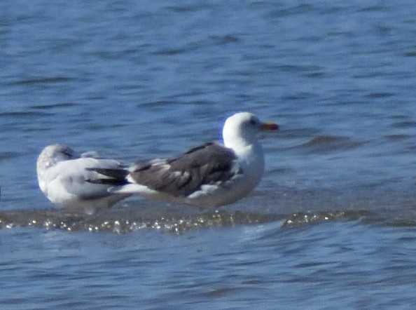 Lesser Black-backed Gull - ML625235217