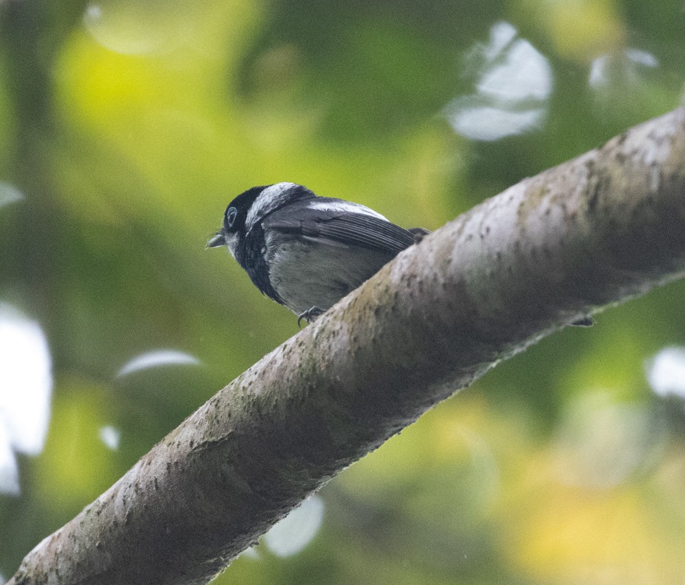 Pied Monarch - ML625235282