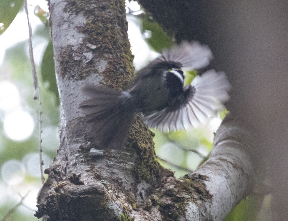 Pied Monarch - ML625235283