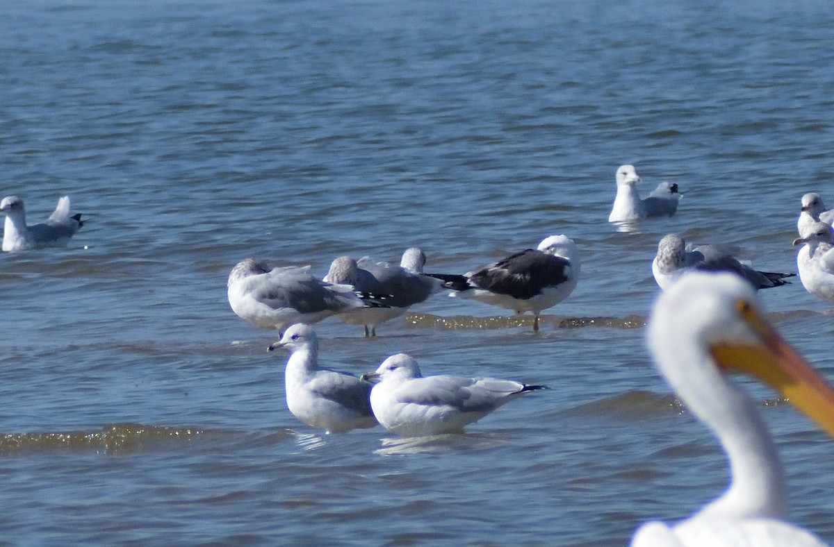 Lesser Black-backed Gull - ML625235297