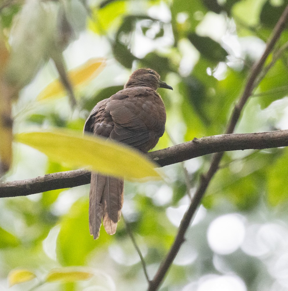 Brown Cuckoo-Dove - ML625235298