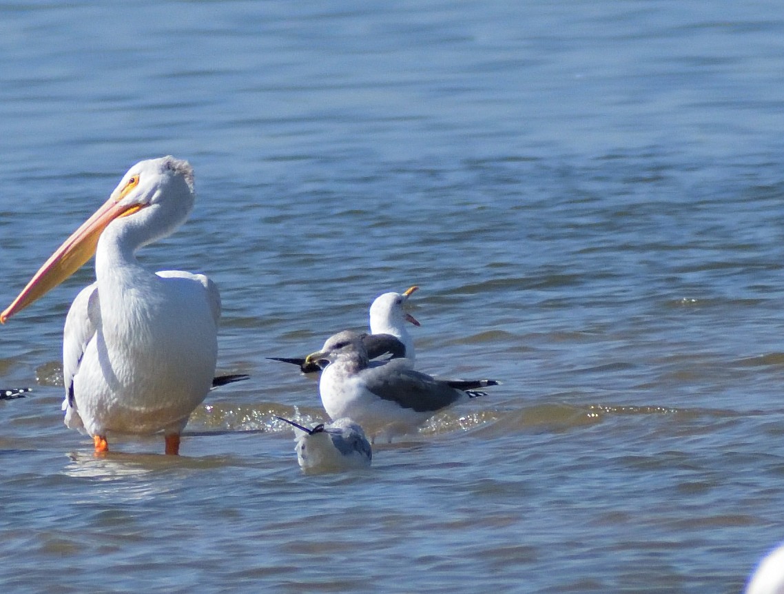 Lesser Black-backed Gull - ML625235318