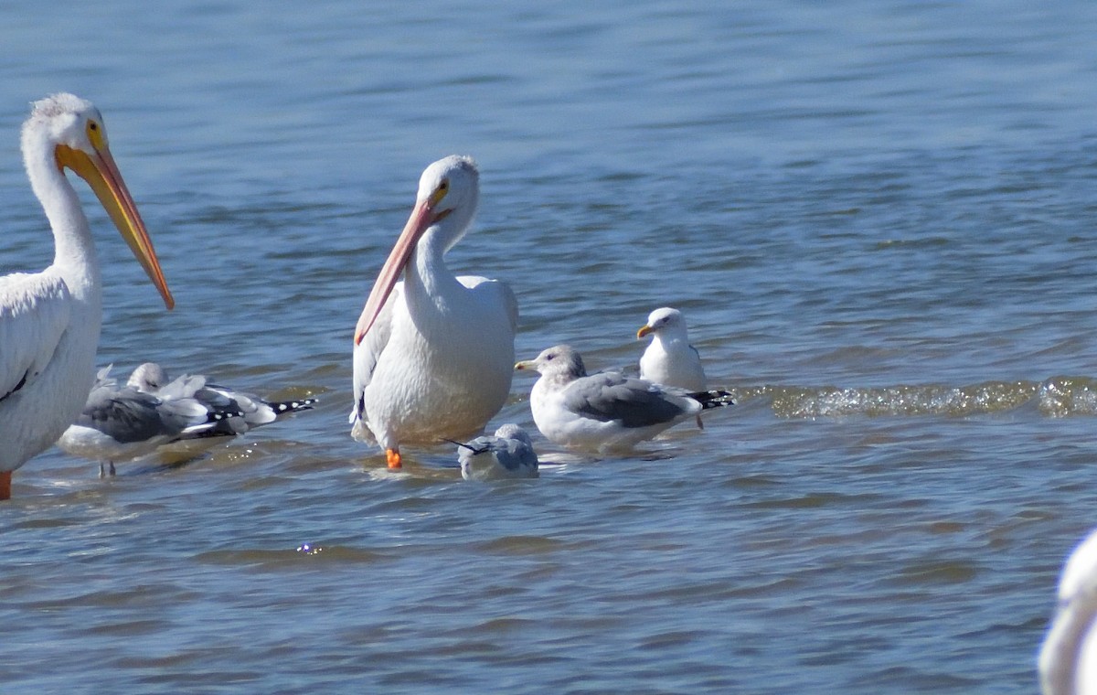 Lesser Black-backed Gull - ML625235327