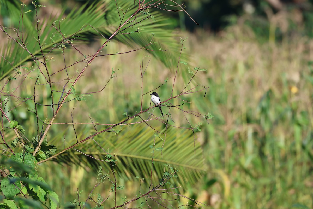 Northern Fiscal - ML625235448