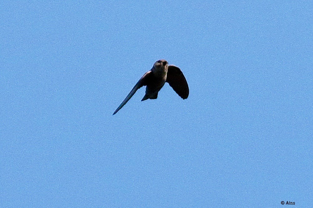 Dusky Crag-Martin - ML625235464