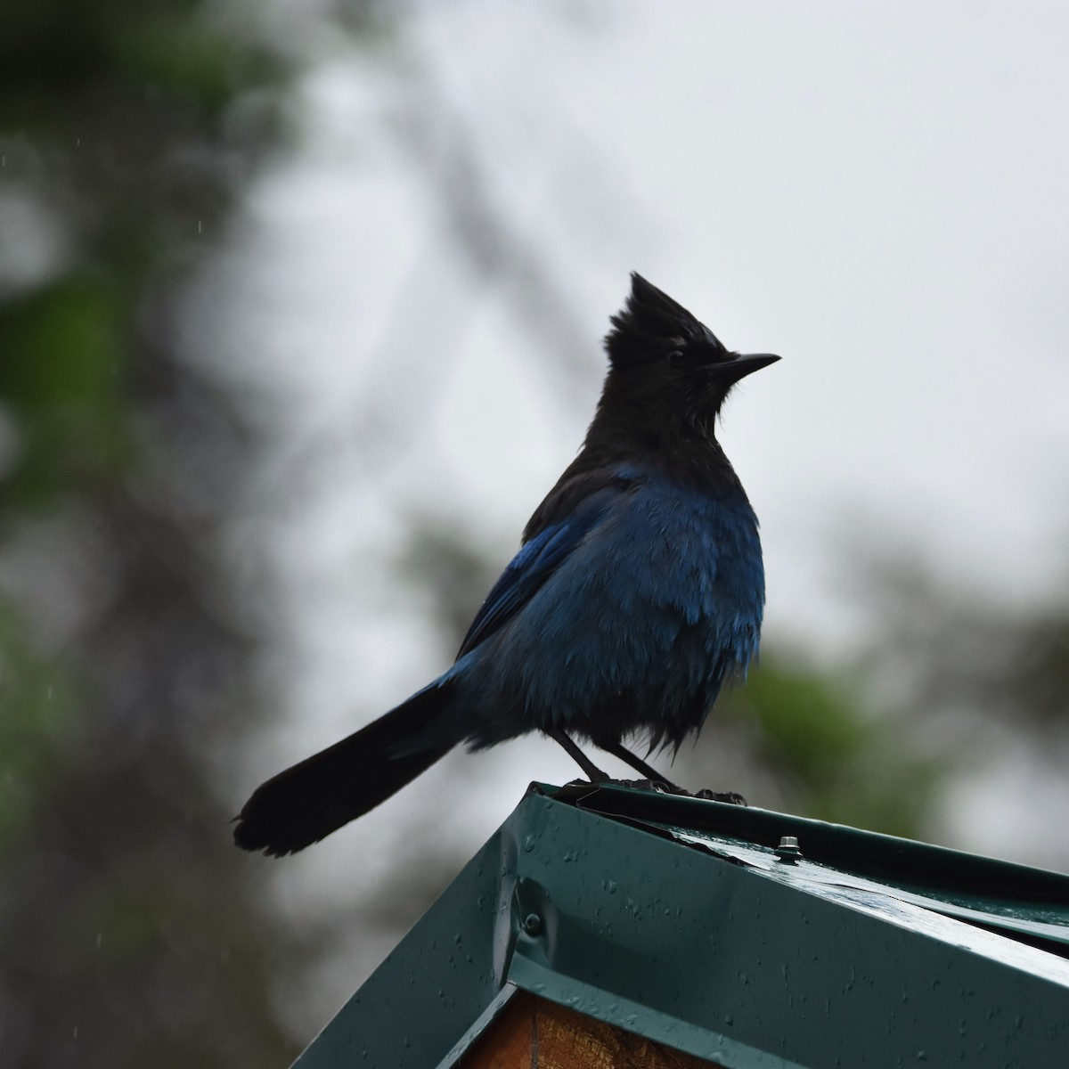 Steller's Jay - ML625235508