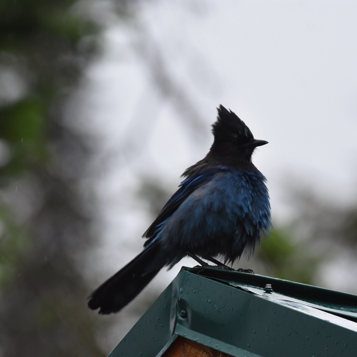 Steller's Jay - ML625235513