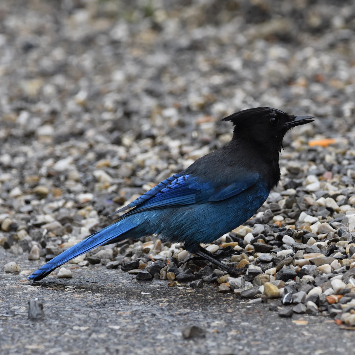 Steller's Jay - ML625235516