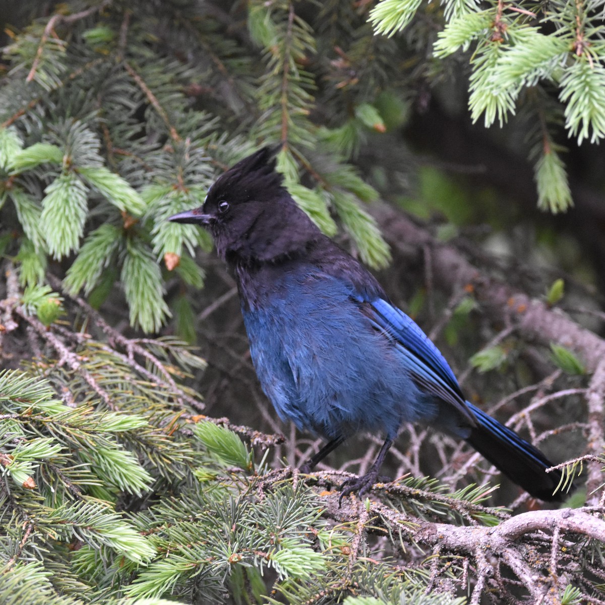 Steller's Jay - ML625235517