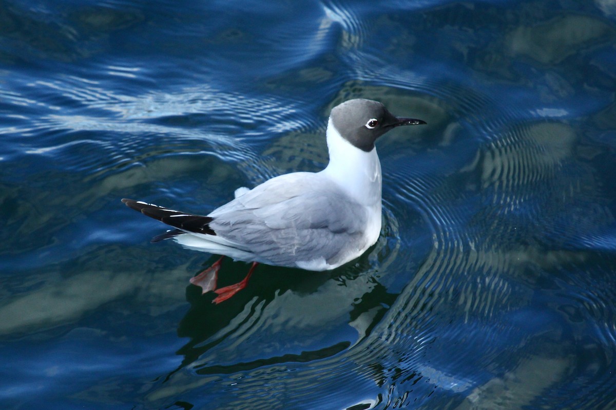 Bonaparte's Gull - ML625235539