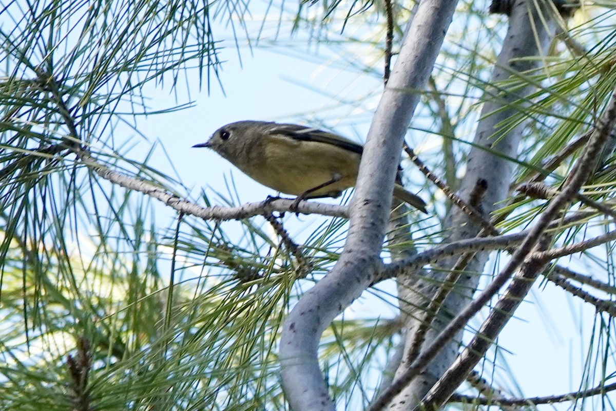 Ruby-crowned Kinglet - ML625235545