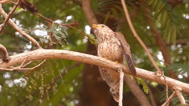 Common Hawk-Cuckoo - ML625235571