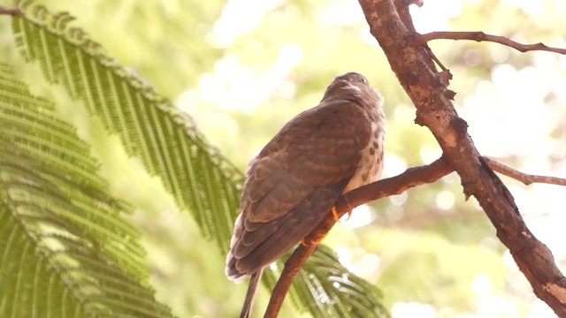 Common Hawk-Cuckoo - ML625235572