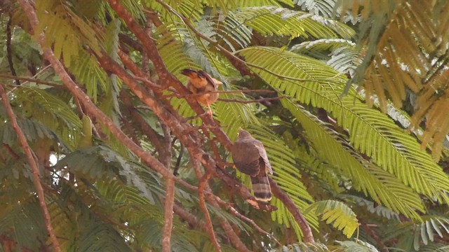Common Hawk-Cuckoo - ML625235573