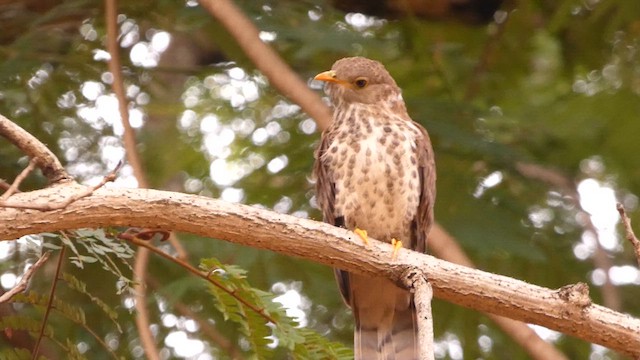 Common Hawk-Cuckoo - ML625235576