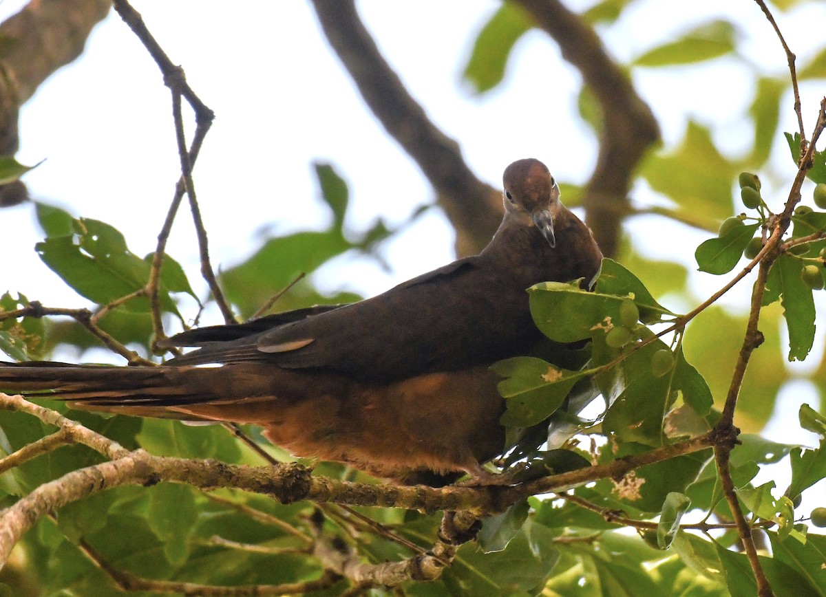 Brown Cuckoo-Dove - ML625235639