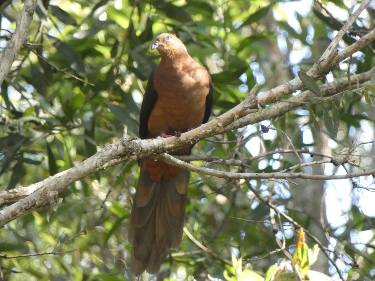 Brown Cuckoo-Dove - ML625235726