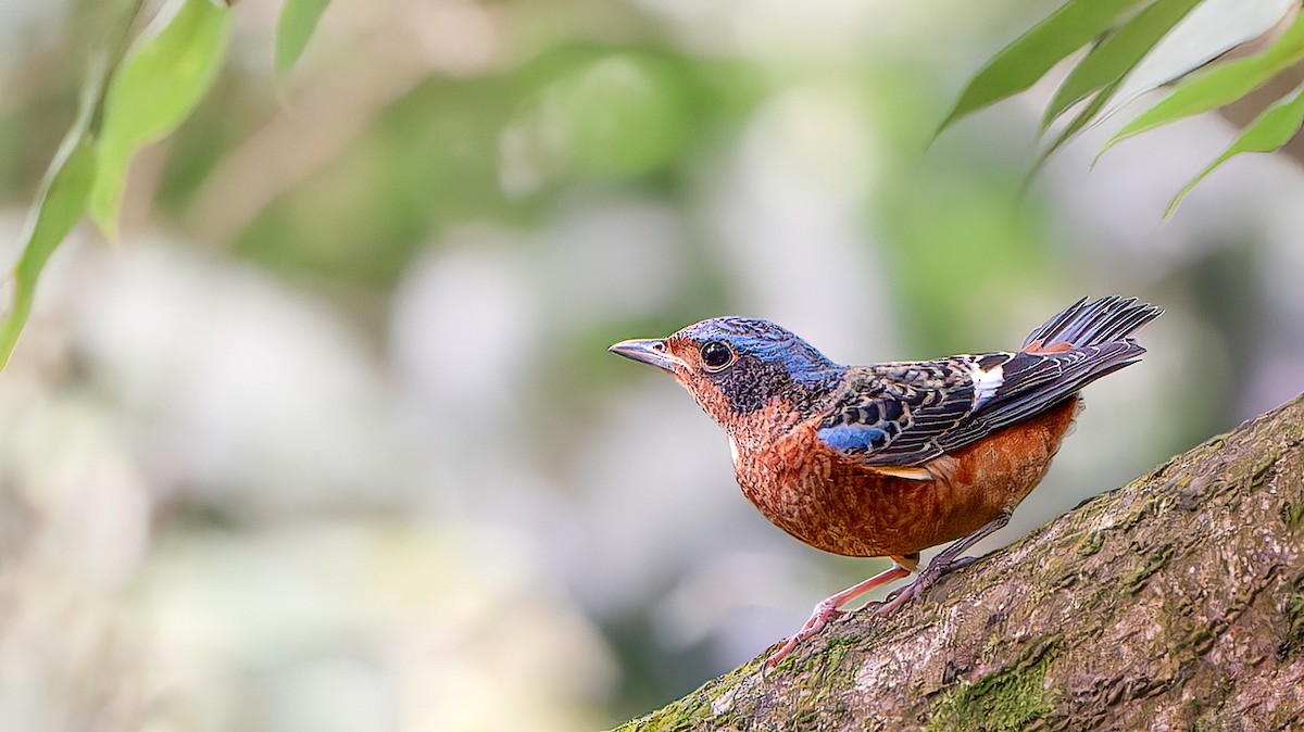 White-throated Rock-Thrush - ML625235749