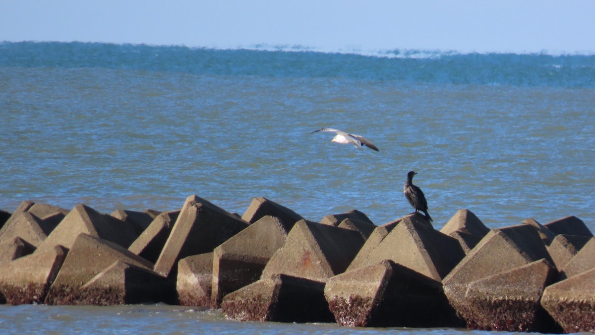 Japanese Cormorant - ML625235789