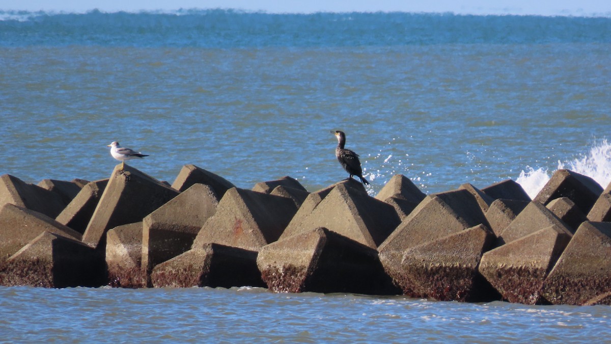 Japanese Cormorant - ML625235790