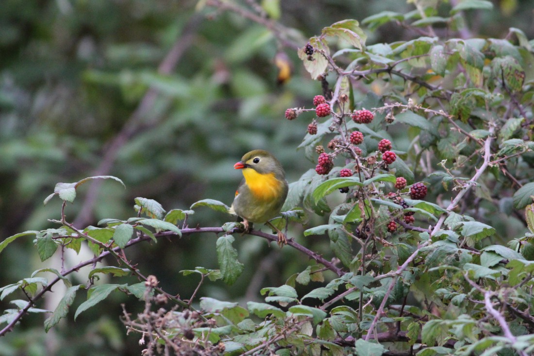 Red-billed Leiothrix - ML625235944