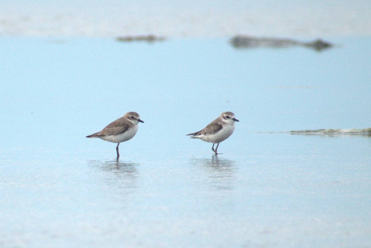 Siberian/Tibetan Sand-Plover - ML625236000