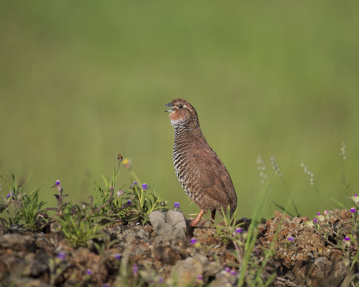 Rock Bush-Quail - ML625236125