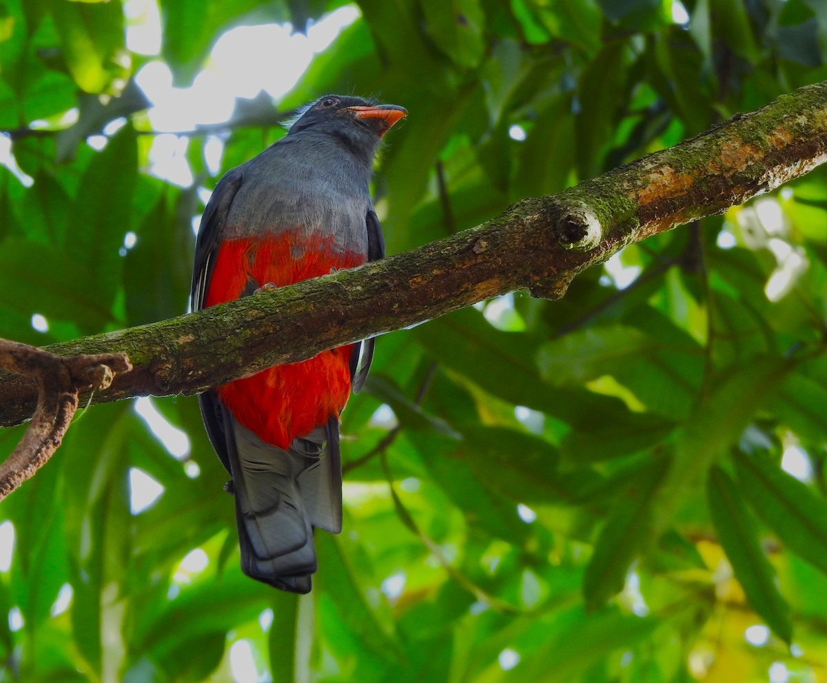 Slaty-tailed Trogon - Gabriel Hernández