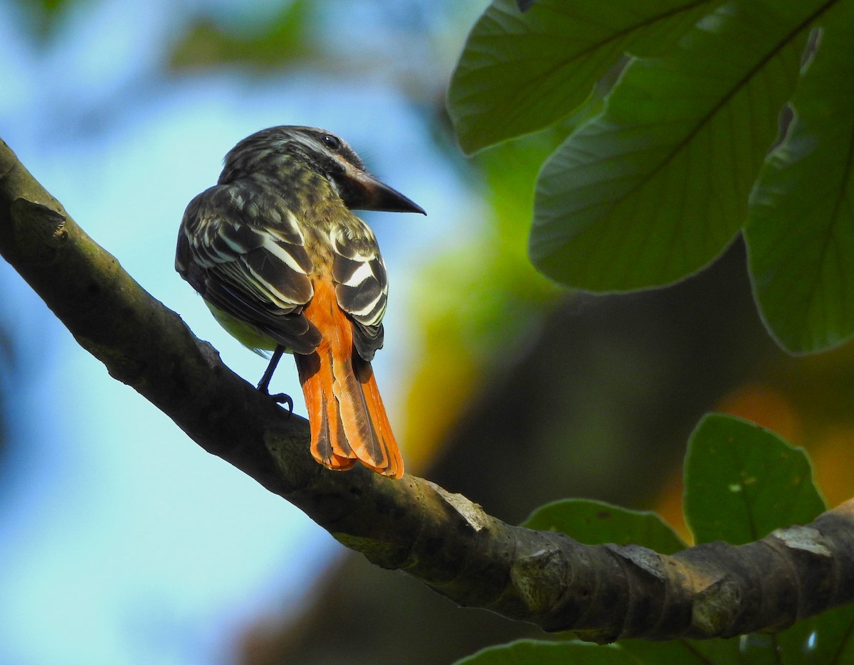 Sulphur-bellied Flycatcher - Gabriel Hernández