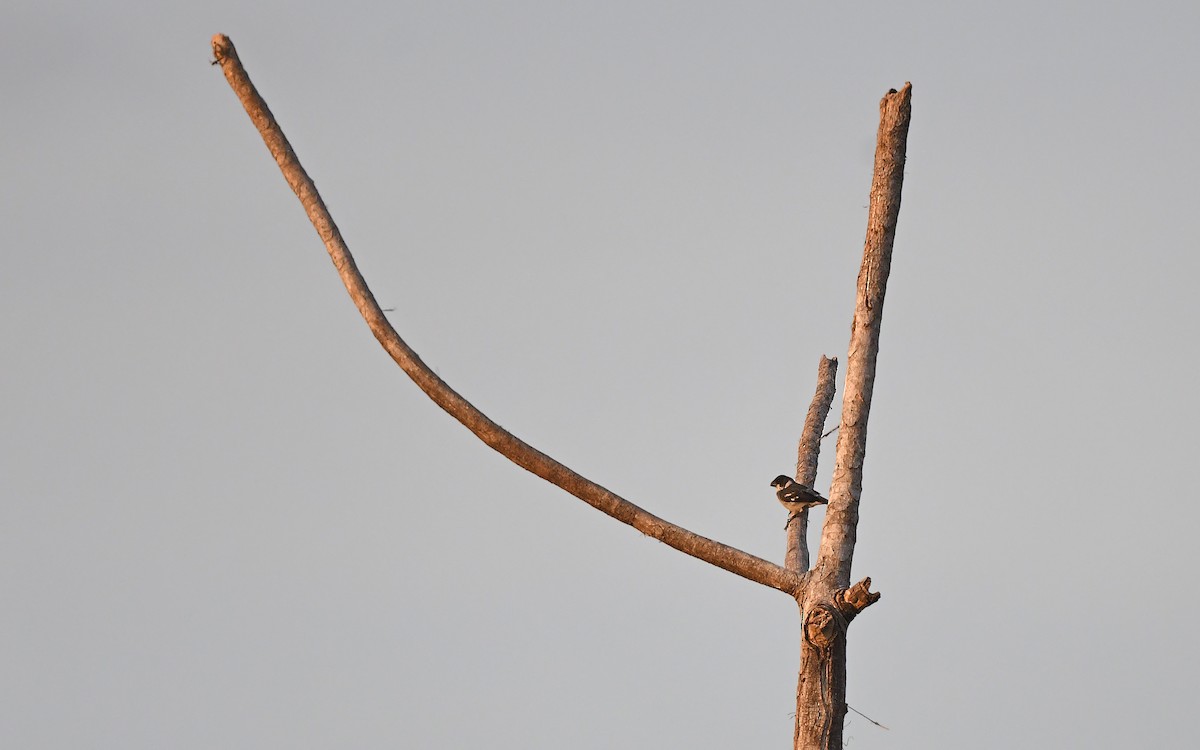 Wing-barred Seedeater (Wing-barred) - ML625236209