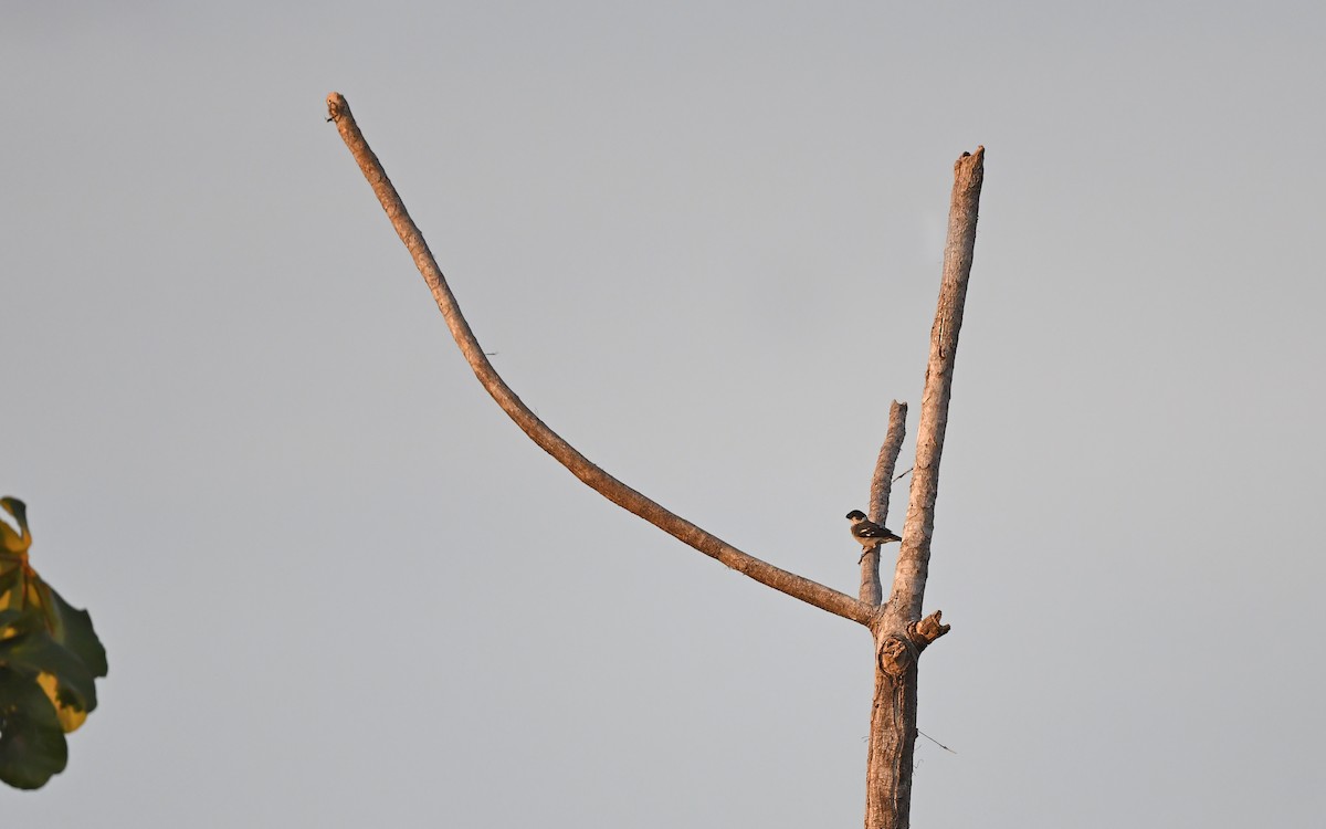 Wing-barred Seedeater (Wing-barred) - ML625236210