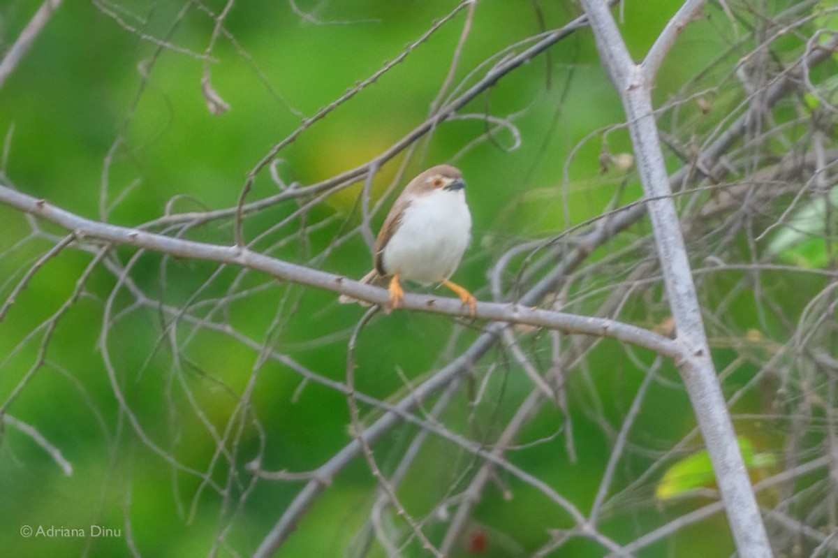 Yellow-eyed Babbler - ML625236301