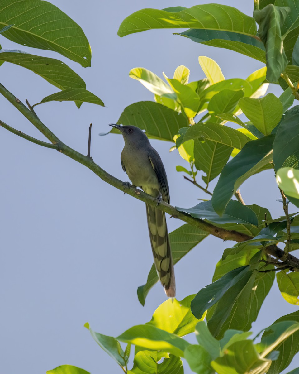 Long-tailed Sibia - ML625236318
