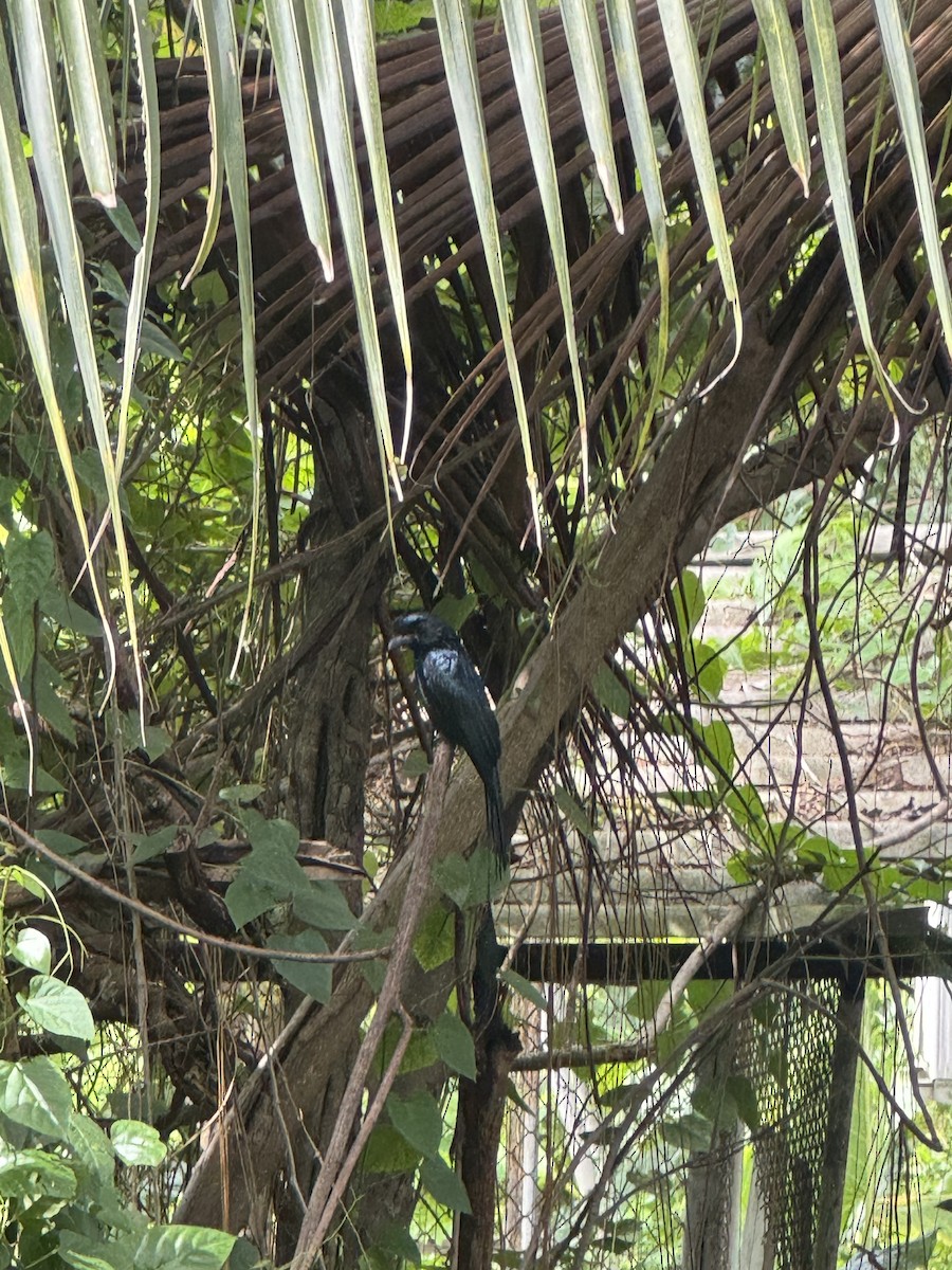 Drongo de Raquetas Grande - ML625236406