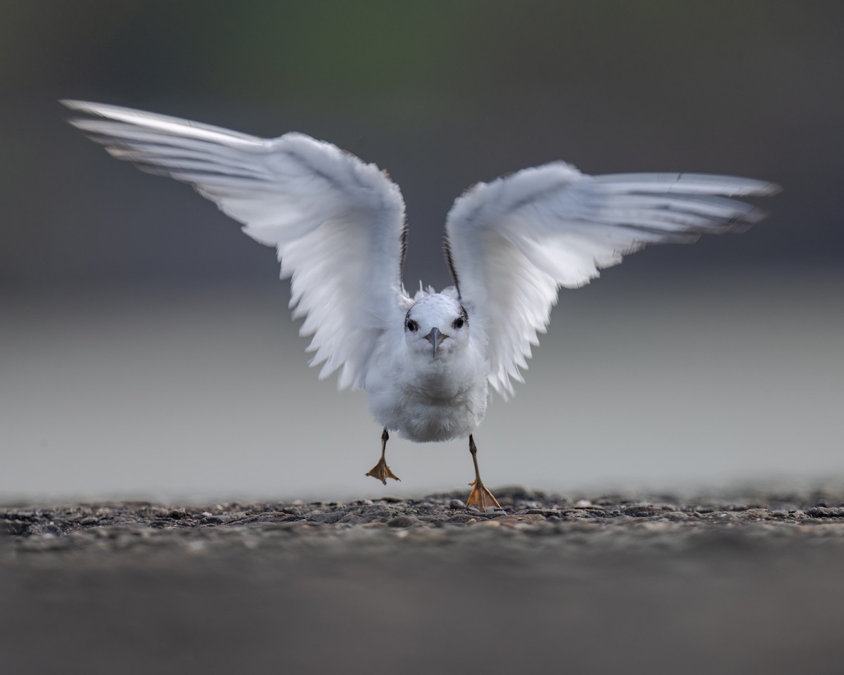 Saunders's Tern - ML625236427