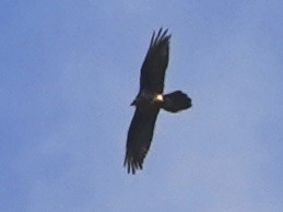 Bearded Vulture - ML625236473