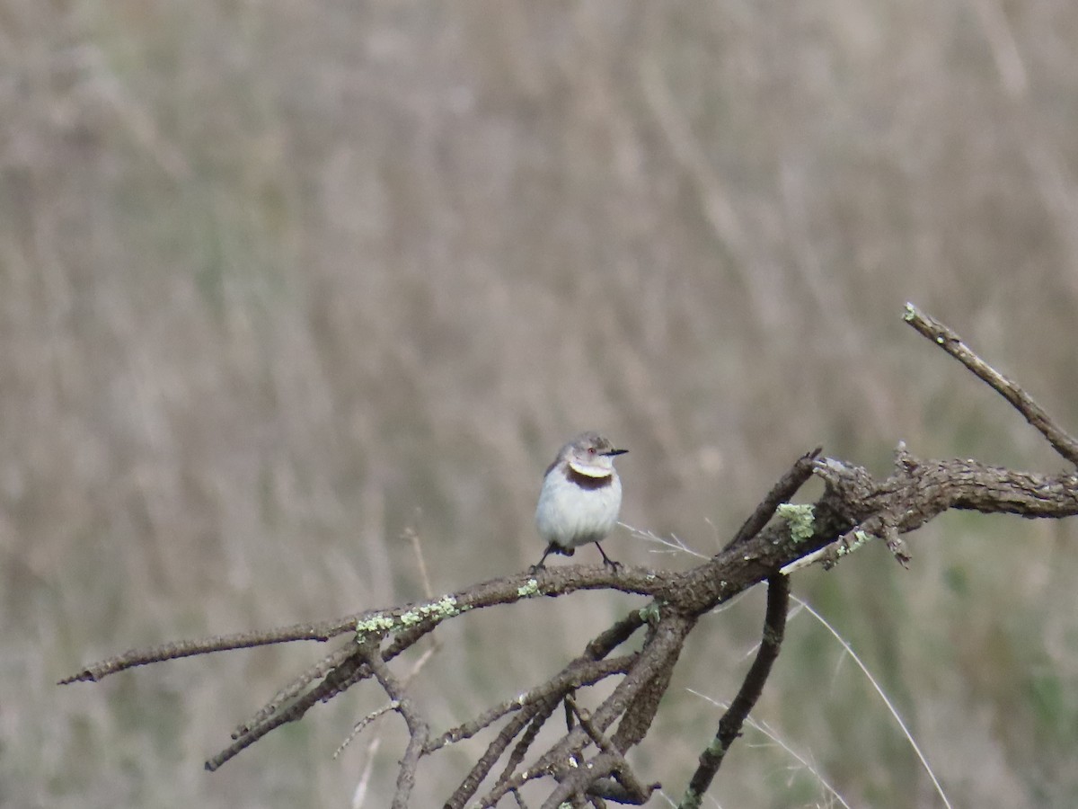 White-fronted Chat - ML625236521