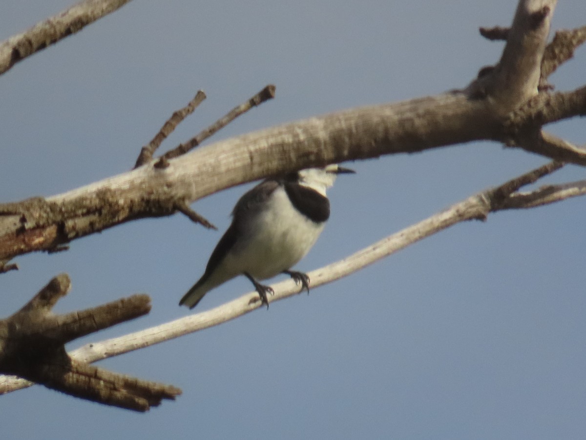 White-fronted Chat - Ann Breeze