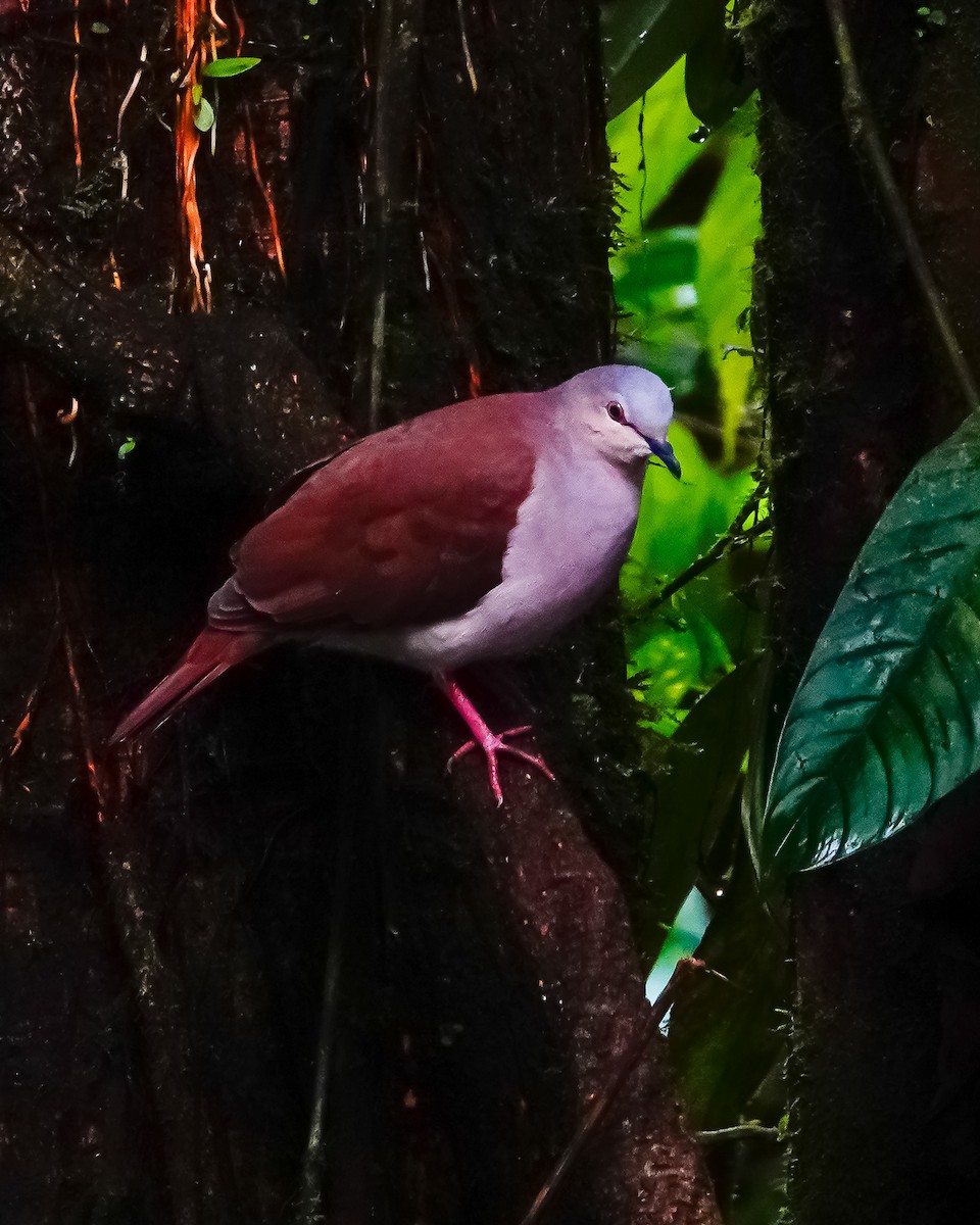 White-throated Quail-Dove - ML625236524