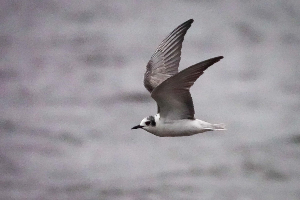 White-winged Tern - ML625236545